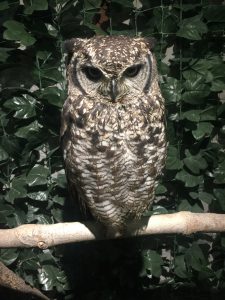 Owl Forest 2