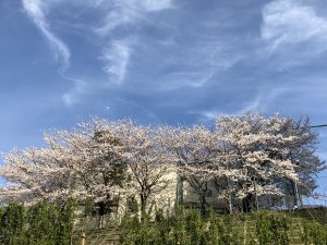 Cherry Blossoms at Jr. High