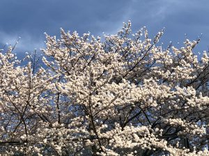 NogiShrine-Sakura3