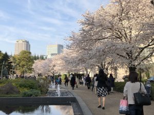 Sakura at Tokyo Midtown Part2