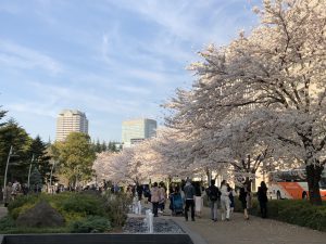 Sakura at Tokyo Midtown