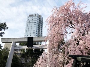 NogiShrine-Sakura1